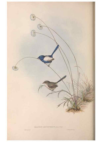 Reproducción/Reproduction 36951868885: The birds of Australia.. London,Printed by R. and J. E. Taylor; pub. by the author,[1840]-48.