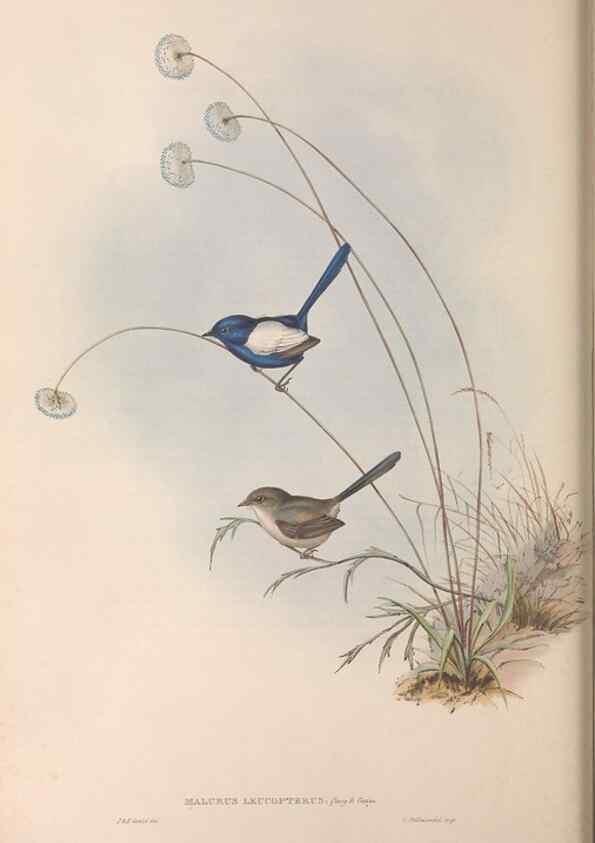 Reproducción/Reproduction 36951868885: The birds of Australia.. London,Printed by R. and J. E. Taylor; pub. by the author,[1840]-48.