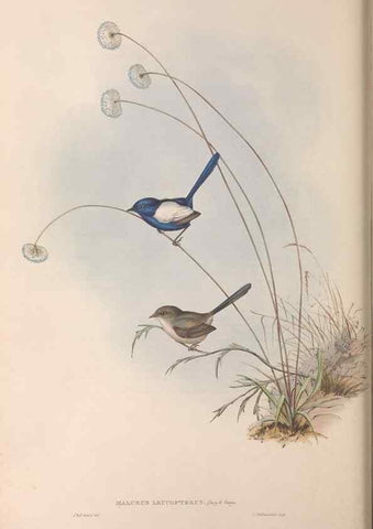 Reproducción/Reproduction 36951868885: The birds of Australia.. London,Printed by R. and J. E. Taylor; pub. by the author,[1840]-48.