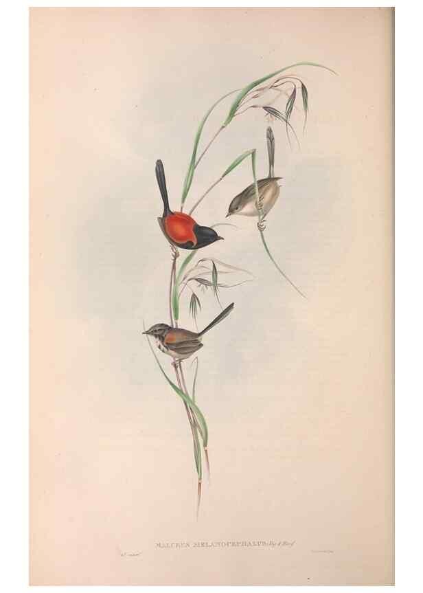 Reproducción/Reproduction 36951870605: The birds of Australia.. London,Printed by R. and J. E. Taylor; pub. by the author,[1840]-48.
