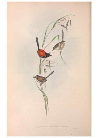 Reproducción/Reproduction 36951870605: The birds of Australia.. London,Printed by R. and J. E. Taylor; pub. by the author,[1840]-48.