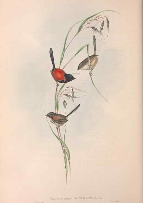 Reproducción/Reproduction 36951870605: The birds of Australia.. London,Printed by R. and J. E. Taylor; pub. by the author,[1840]-48.