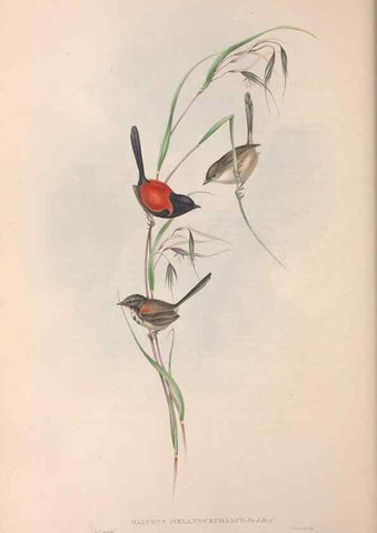 Reproducción/Reproduction 36951870605: The birds of Australia.. London,Printed by R. and J. E. Taylor; pub. by the author,[1840]-48.