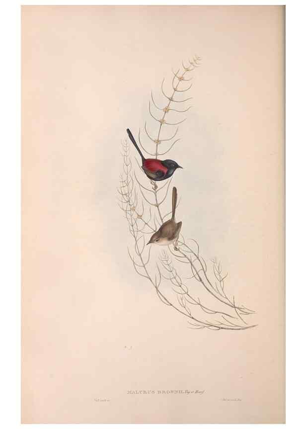 Reproducción/Reproduction 36143406713: The birds of Australia.. London,Printed by R. and J. E. Taylor; pub. by the author,[1840]-48.