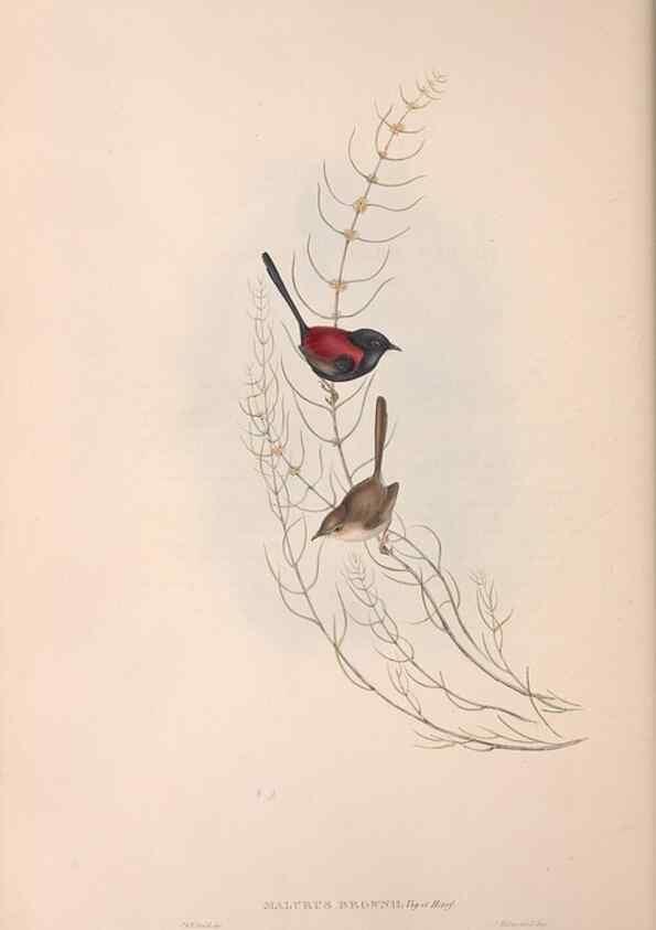 Reproducción/Reproduction 36143406713: The birds of Australia.. London,Printed by R. and J. E. Taylor; pub. by the author,[1840]-48.