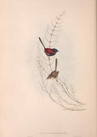 Reproducción/Reproduction 36143406713: The birds of Australia.. London,Printed by R. and J. E. Taylor; pub. by the author,[1840]-48.