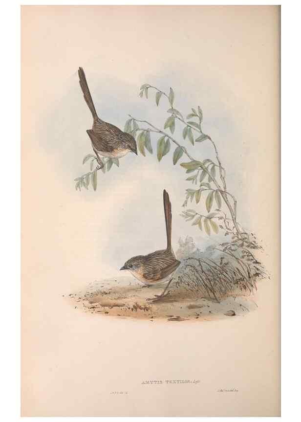Reproducción/Reproduction 36143408283: The birds of Australia.. London,Printed by R. and J. E. Taylor; pub. by the author,[1840]-48.