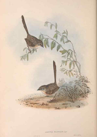 Reproducción/Reproduction 36143408283: The birds of Australia.. London,Printed by R. and J. E. Taylor; pub. by the author,[1840]-48.