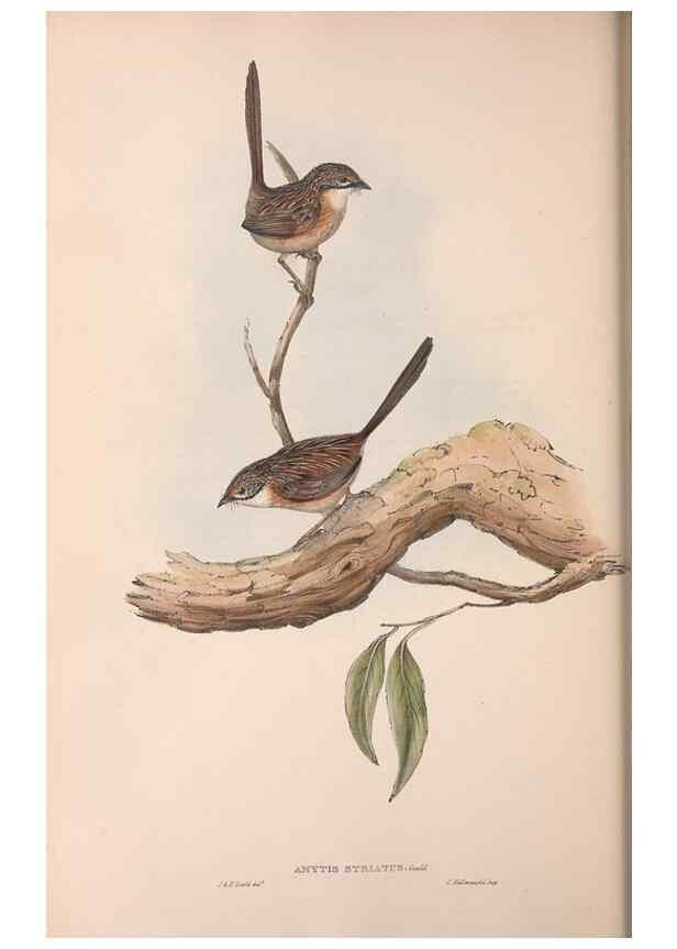 Reproducción/Reproduction 36555565870: The birds of Australia.. London,Printed by R. and J. E. Taylor; pub. by the author,[1840]-48.