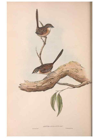 Reproducción/Reproduction 36555565870: The birds of Australia.. London,Printed by R. and J. E. Taylor; pub. by the author,[1840]-48.