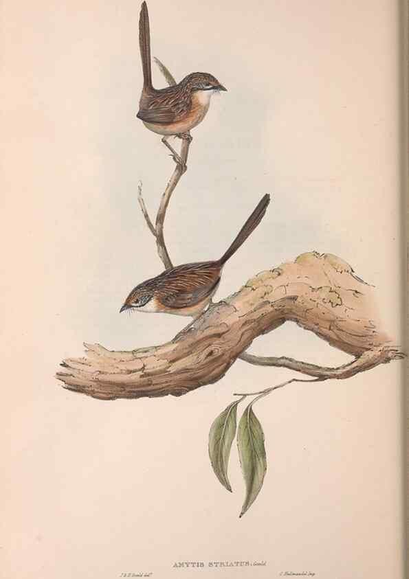 Reproducción/Reproduction 36555565870: The birds of Australia.. London,Printed by R. and J. E. Taylor; pub. by the author,[1840]-48.