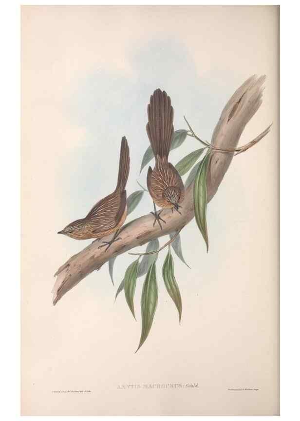 Reproducción/Reproduction 36764235876: The birds of Australia.. London,Printed by R. and J. E. Taylor; pub. by the author,[1840]-48.