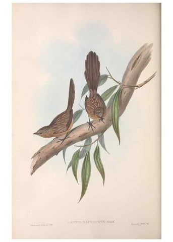 Reproducción/Reproduction 36764235876: The birds of Australia.. London,Printed by R. and J. E. Taylor; pub. by the author,[1840]-48.