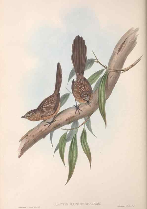 Reproducción/Reproduction 36764235876: The birds of Australia.. London,Printed by R. and J. E. Taylor; pub. by the author,[1840]-48.