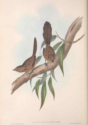 Reproducción/Reproduction 36764235876: The birds of Australia.. London,Printed by R. and J. E. Taylor; pub. by the author,[1840]-48.