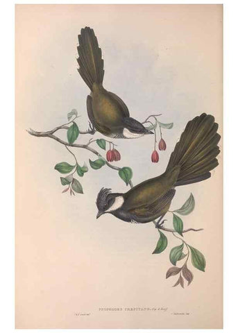 Reproducción/Reproduction 36555545030: The birds of Australia.. London,Printed by R. and J. E. Taylor; pub. by the author,[1840]-48.