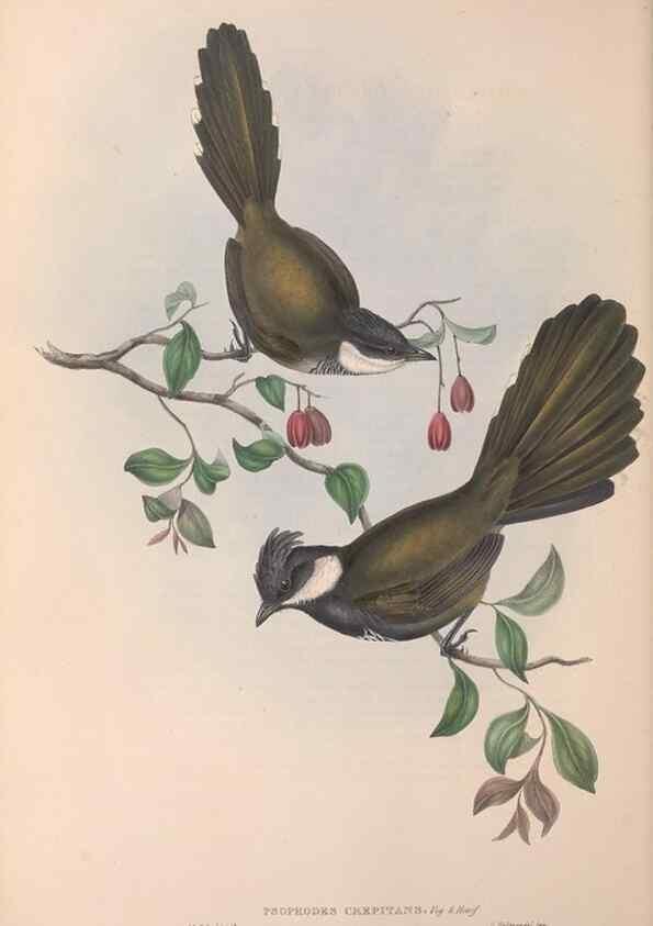 Reproducción/Reproduction 36555545030: The birds of Australia.. London,Printed by R. and J. E. Taylor; pub. by the author,[1840]-48.