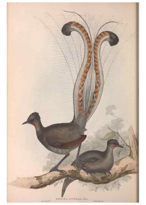 Reproducción/Reproduction 36555543850: The birds of Australia.. London,Printed by R. and J. E. Taylor; pub. by the author,[1840]-48.