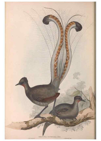 Reproducción/Reproduction 36555543850: The birds of Australia.. London,Printed by R. and J. E. Taylor; pub. by the author,[1840]-48.