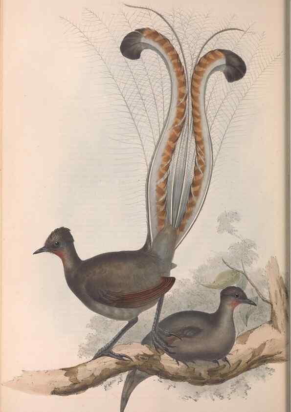 Reproducción/Reproduction 36555543850: The birds of Australia.. London,Printed by R. and J. E. Taylor; pub. by the author,[1840]-48.