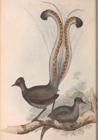 Reproducción/Reproduction 36555543850: The birds of Australia.. London,Printed by R. and J. E. Taylor; pub. by the author,[1840]-48.