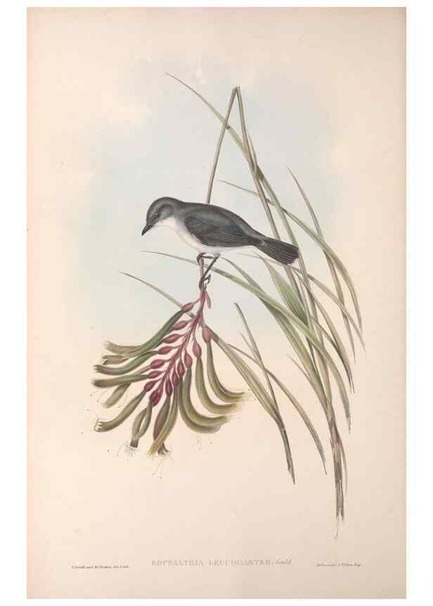 Reproducción/Reproduction 36951858735: The birds of Australia.. London,Printed by R. and J. E. Taylor; pub. by the author,[1840]-48.