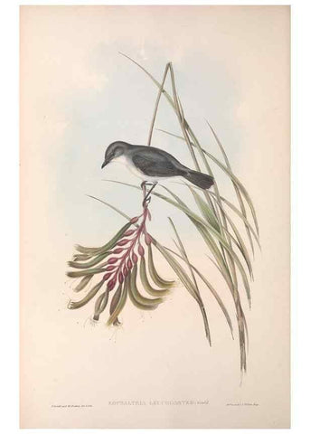 Reproducción/Reproduction 36951858735: The birds of Australia.. London,Printed by R. and J. E. Taylor; pub. by the author,[1840]-48.