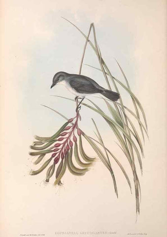 Reproducción/Reproduction 36951858735: The birds of Australia.. London,Printed by R. and J. E. Taylor; pub. by the author,[1840]-48.