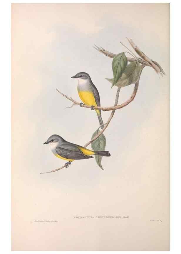 Reproducción/Reproduction 36951857415: The birds of Australia.. London,Printed by R. and J. E. Taylor; pub. by the author,[1840]-48.