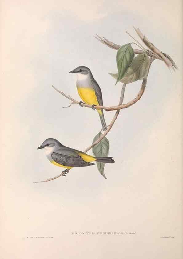 Reproducción/Reproduction 36951857415: The birds of Australia.. London,Printed by R. and J. E. Taylor; pub. by the author,[1840]-48.