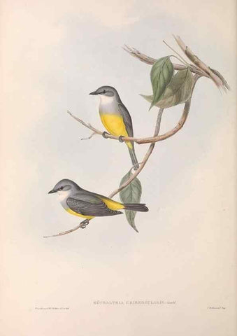 Reproducción/Reproduction 36951857415: The birds of Australia.. London,Printed by R. and J. E. Taylor; pub. by the author,[1840]-48.