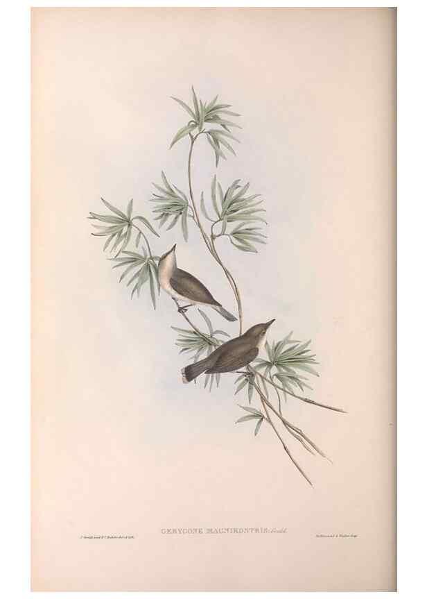 Reproducción/Reproduction 36117078234: The birds of Australia.. London,Printed by R. and J. E. Taylor; pub. by the author,[1840]-48.