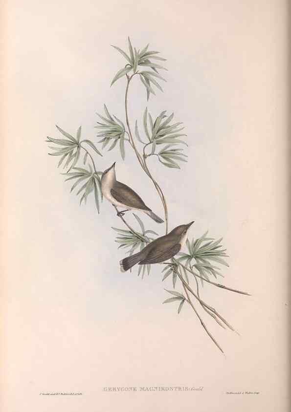 Reproducción/Reproduction 36117078234: The birds of Australia.. London,Printed by R. and J. E. Taylor; pub. by the author,[1840]-48.