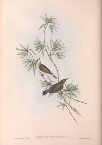 Reproducción/Reproduction 36117078234: The birds of Australia.. London,Printed by R. and J. E. Taylor; pub. by the author,[1840]-48.