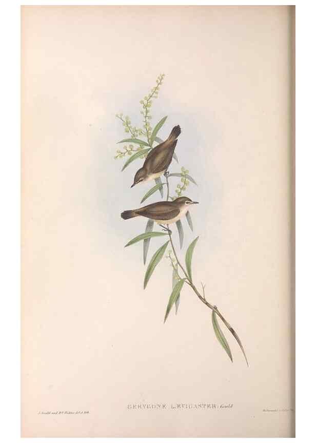 Reproducción/Reproduction 36117079194: The birds of Australia.. London,Printed by R. and J. E. Taylor; pub. by the author,[1840]-48.