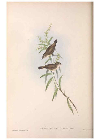 Reproducción/Reproduction 36117079194: The birds of Australia.. London,Printed by R. and J. E. Taylor; pub. by the author,[1840]-48.