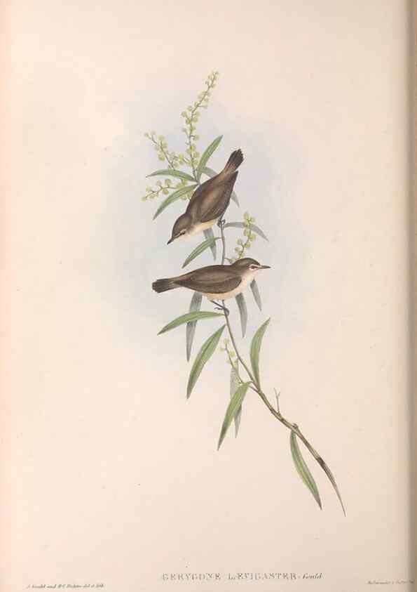 Reproducción/Reproduction 36117079194: The birds of Australia.. London,Printed by R. and J. E. Taylor; pub. by the author,[1840]-48.