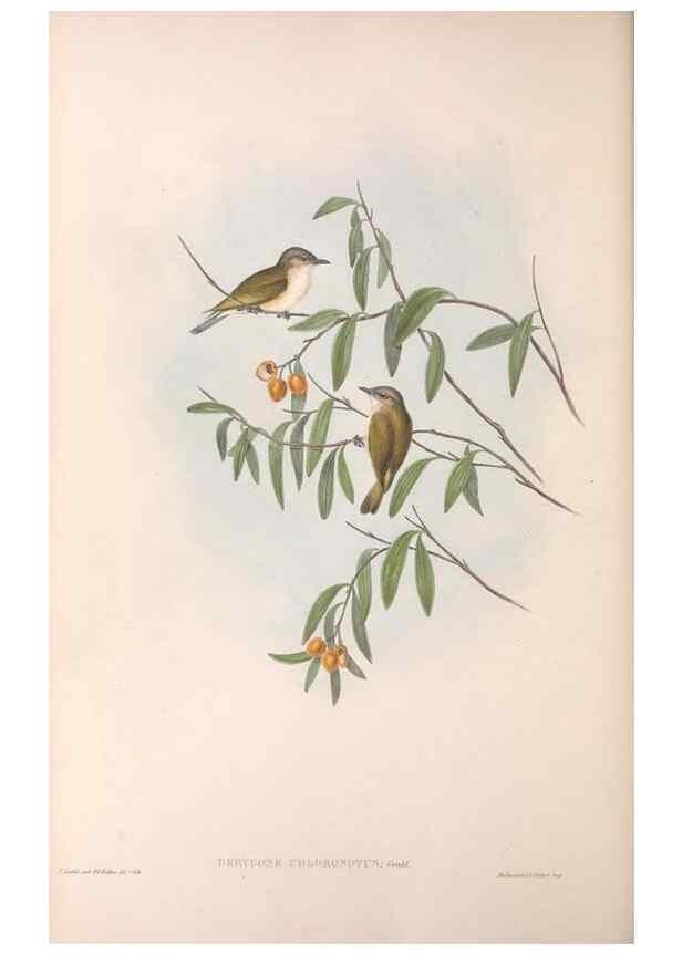 Reproducción/Reproduction 36117080214: The birds of Australia.. London,Printed by R. and J. E. Taylor; pub. by the author,[1840]-48.