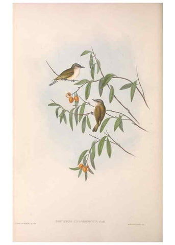 Reproducción/Reproduction 36117080214: The birds of Australia.. London,Printed by R. and J. E. Taylor; pub. by the author,[1840]-48.