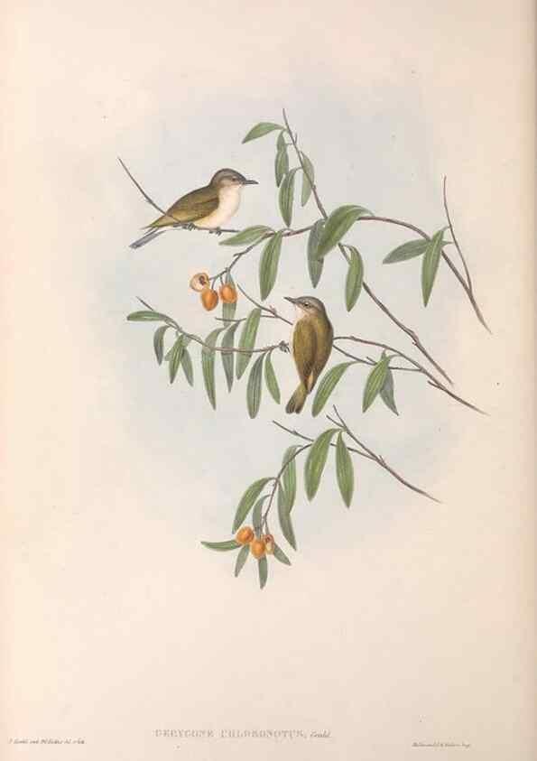 Reproducción/Reproduction 36117080214: The birds of Australia.. London,Printed by R. and J. E. Taylor; pub. by the author,[1840]-48.
