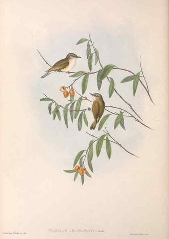 Reproducción/Reproduction 36117080214: The birds of Australia.. London,Printed by R. and J. E. Taylor; pub. by the author,[1840]-48.
