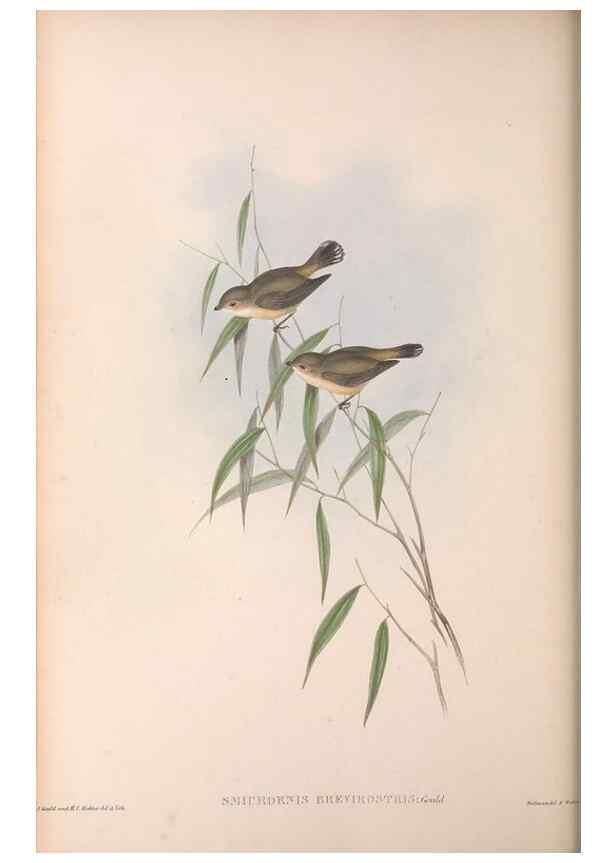 Reproducción/Reproduction 36143184193: The birds of Australia.. London,Printed by R. and J. E. Taylor; pub. by the author,[1840]-48.