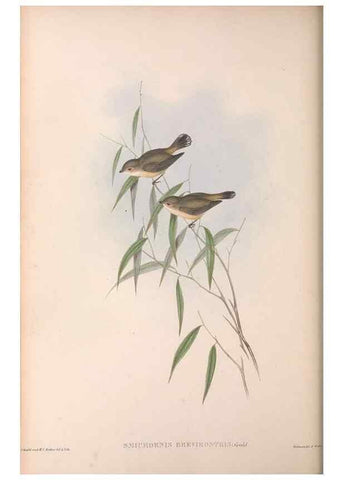 Reproducción/Reproduction 36143184193: The birds of Australia.. London,Printed by R. and J. E. Taylor; pub. by the author,[1840]-48.
