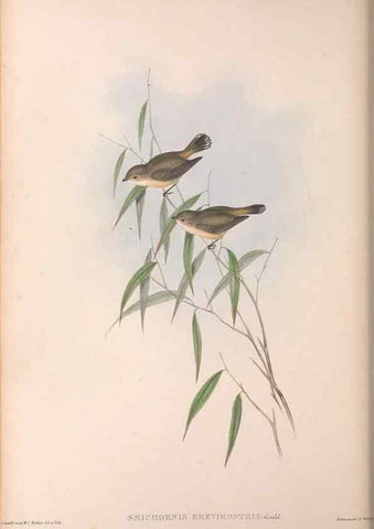 Reproducción/Reproduction 36143184193: The birds of Australia.. London,Printed by R. and J. E. Taylor; pub. by the author,[1840]-48.