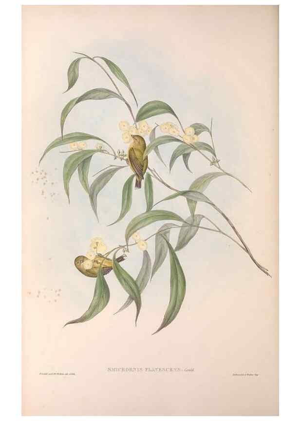 Reproducción/Reproduction 36143185643: The birds of Australia.. London,Printed by R. and J. E. Taylor; pub. by the author,[1840]-48.