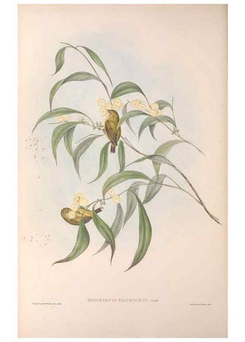Reproducción/Reproduction 36143185643: The birds of Australia.. London,Printed by R. and J. E. Taylor; pub. by the author,[1840]-48.