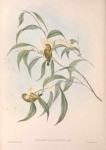 Reproducción/Reproduction 36143185643: The birds of Australia.. London,Printed by R. and J. E. Taylor; pub. by the author,[1840]-48.