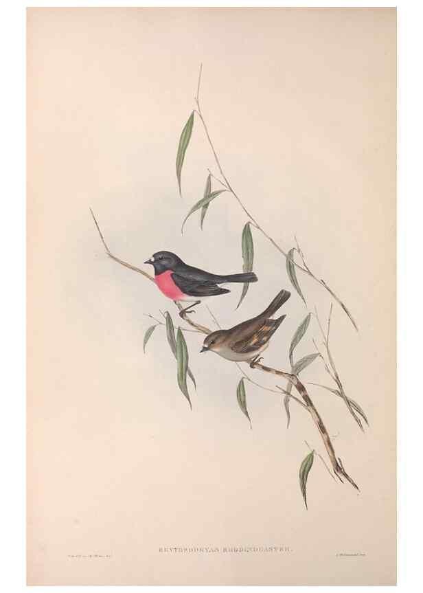 Reproducción/Reproduction 36764201646: The birds of Australia.. London,Printed by R. and J. E. Taylor; pub. by the author,[1840]-48.