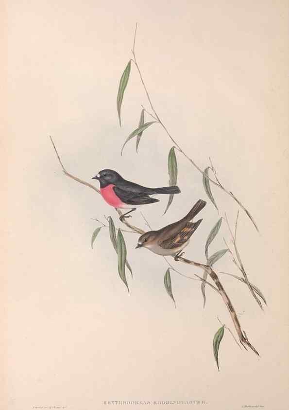 Reproducción/Reproduction 36764201646: The birds of Australia.. London,Printed by R. and J. E. Taylor; pub. by the author,[1840]-48.