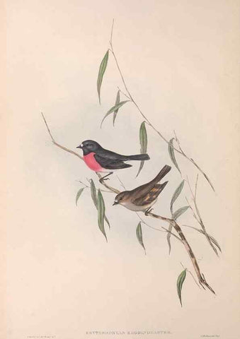 Reproducción/Reproduction 36764201646: The birds of Australia.. London,Printed by R. and J. E. Taylor; pub. by the author,[1840]-48.